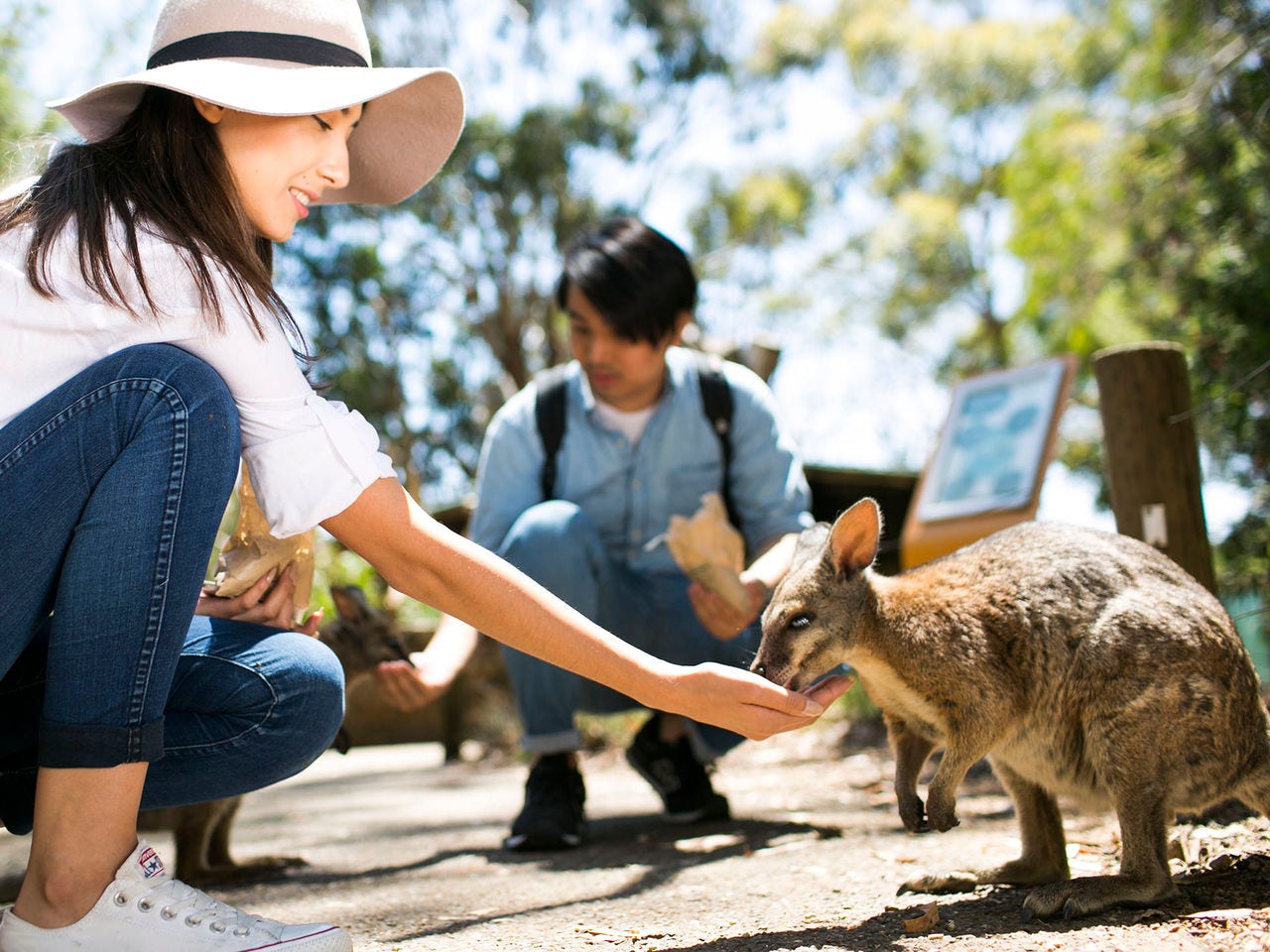 A visitor hand-feeding a wallaby at Cleland Wildlife Park