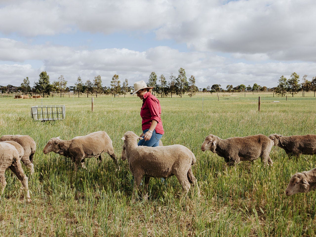 Mandi Carr with a group of sheep in a paddock