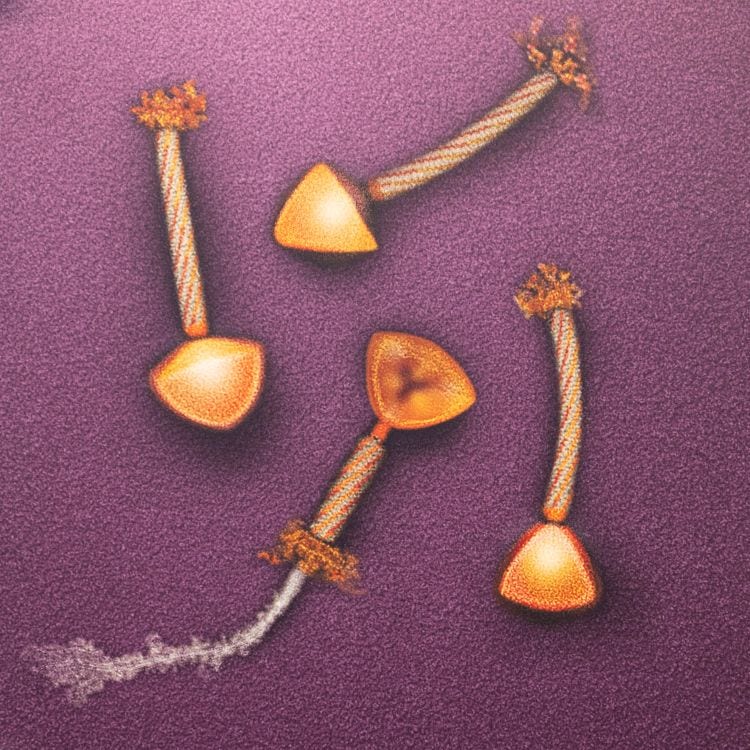 Microscopy image