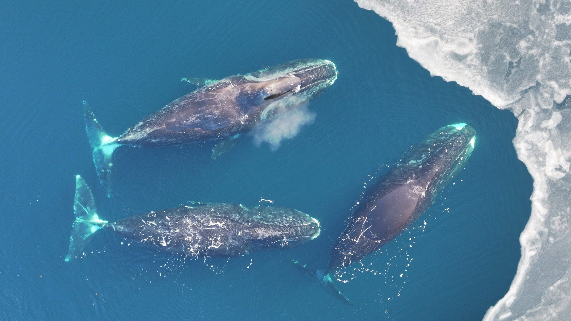 Bowhead whales off the coast of Greenland. Credit: Fredrik Christiansen.
