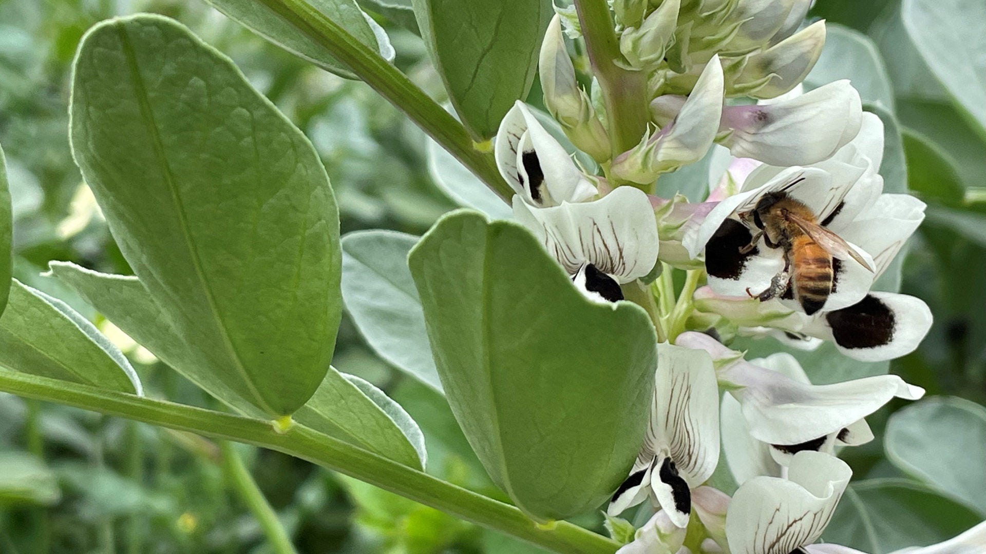A honey bee foraging on a faba bean flower