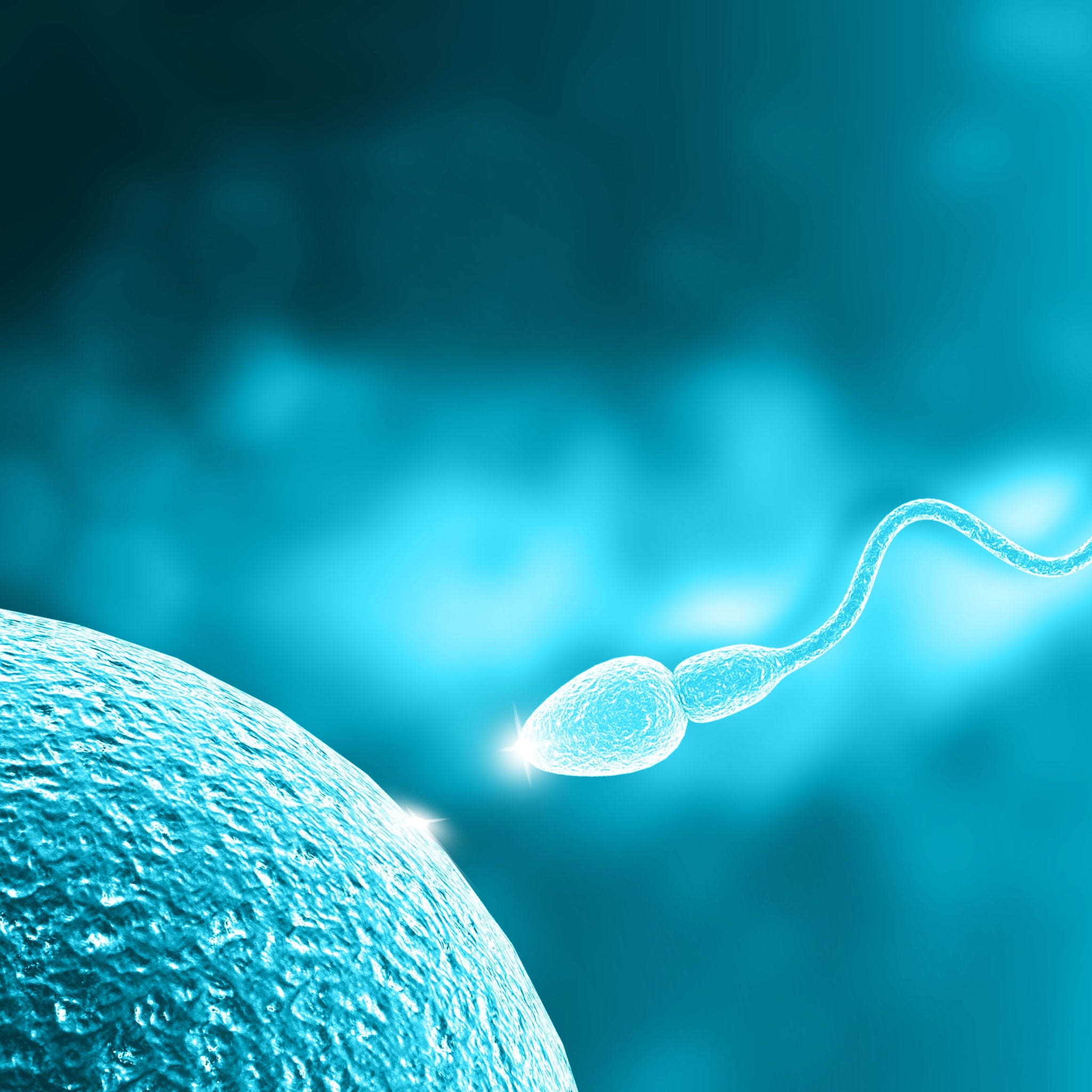Sperm moving towards egg