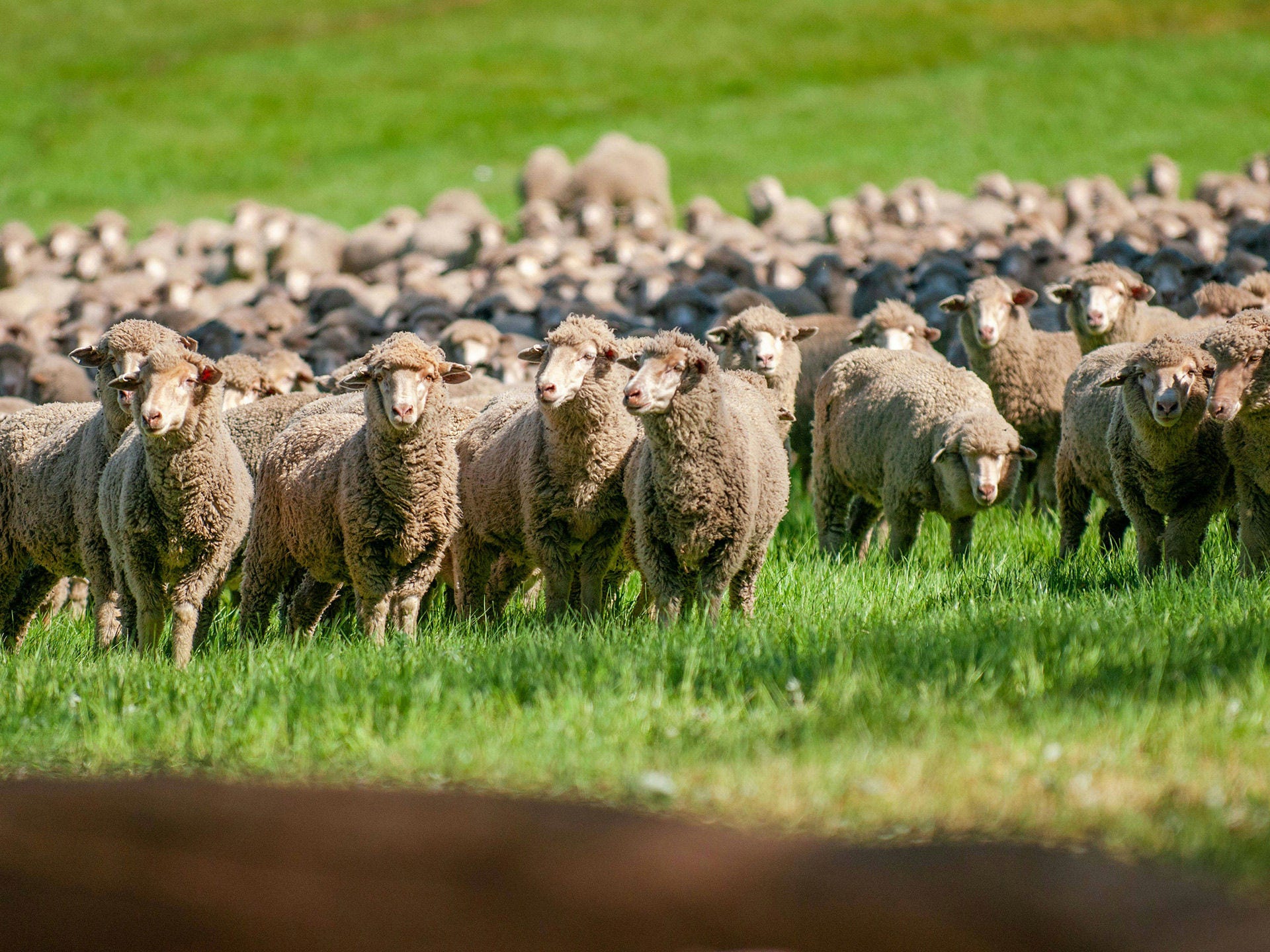 Flock of sheep standing in a field of green grass