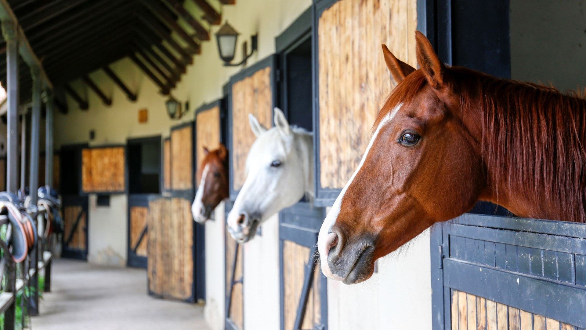 horses looking out from their stable