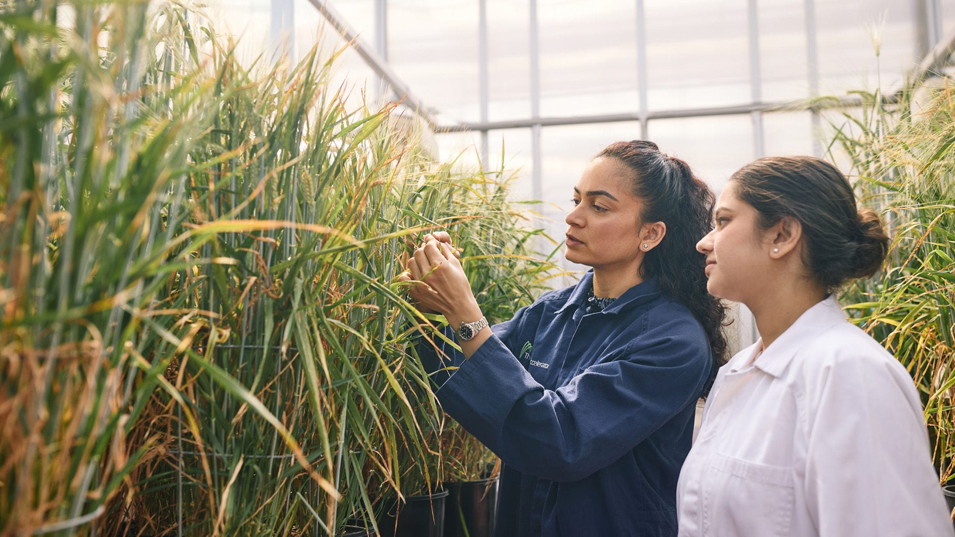 Adelaide University researchers in a agriculture lab