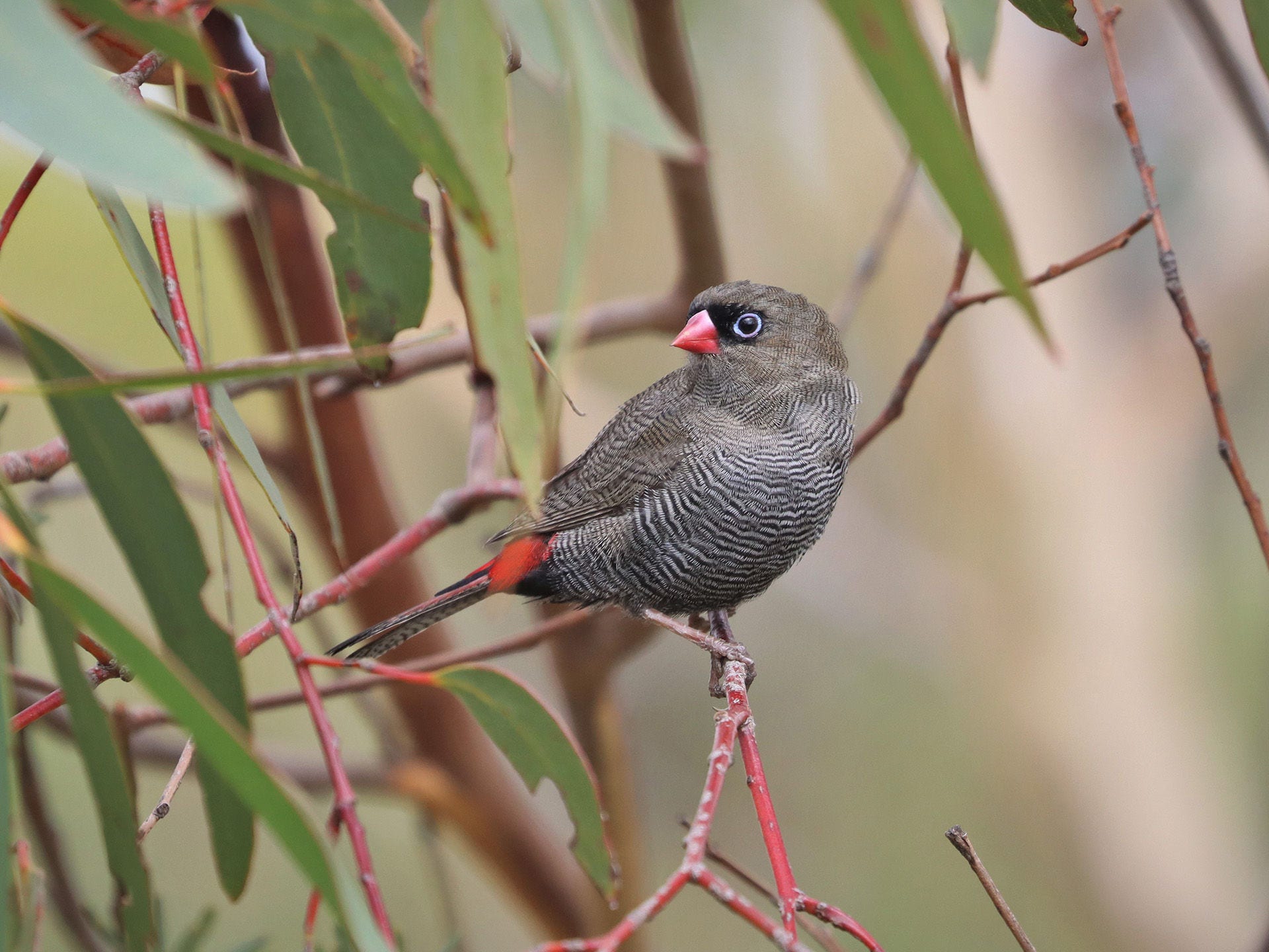 Bird in the environment
