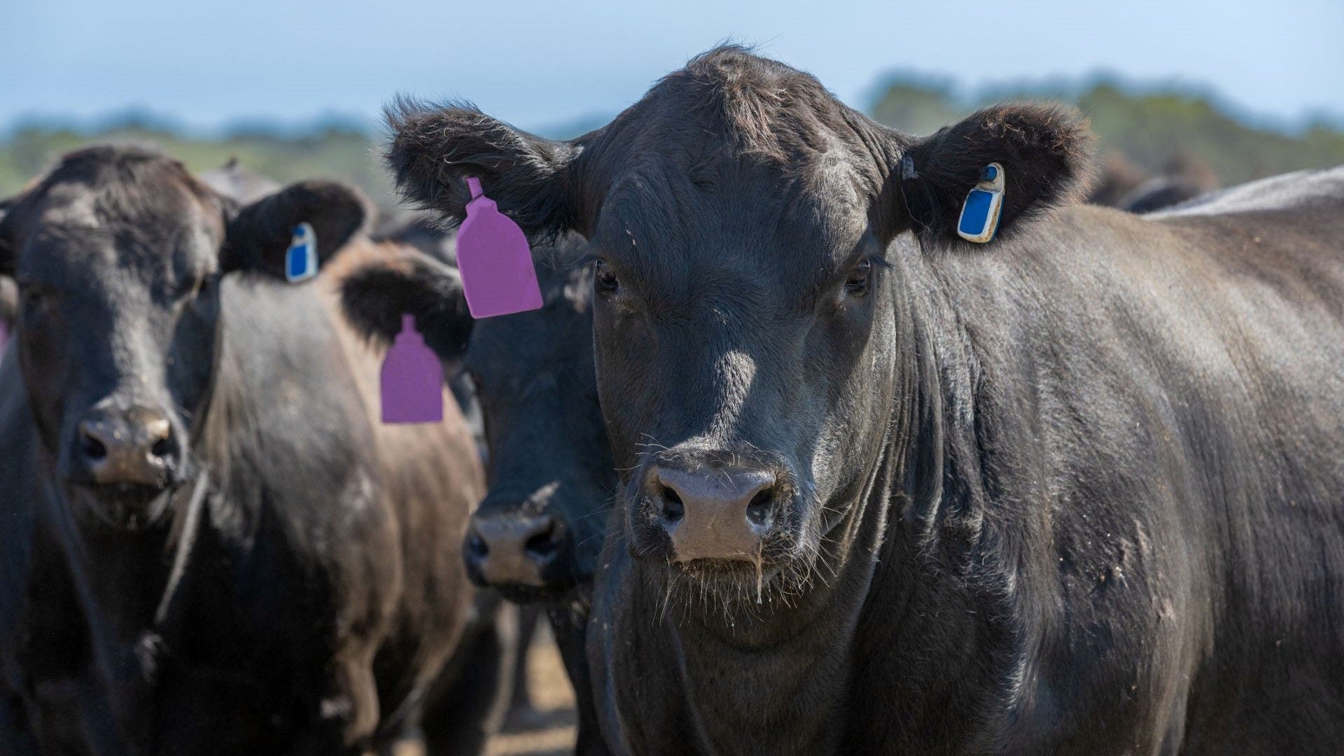 cattle in yard