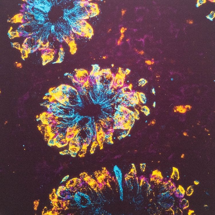 Microscopy image