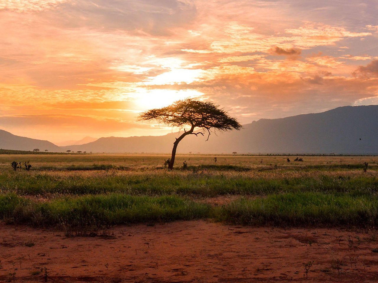 Africa and the Middle East