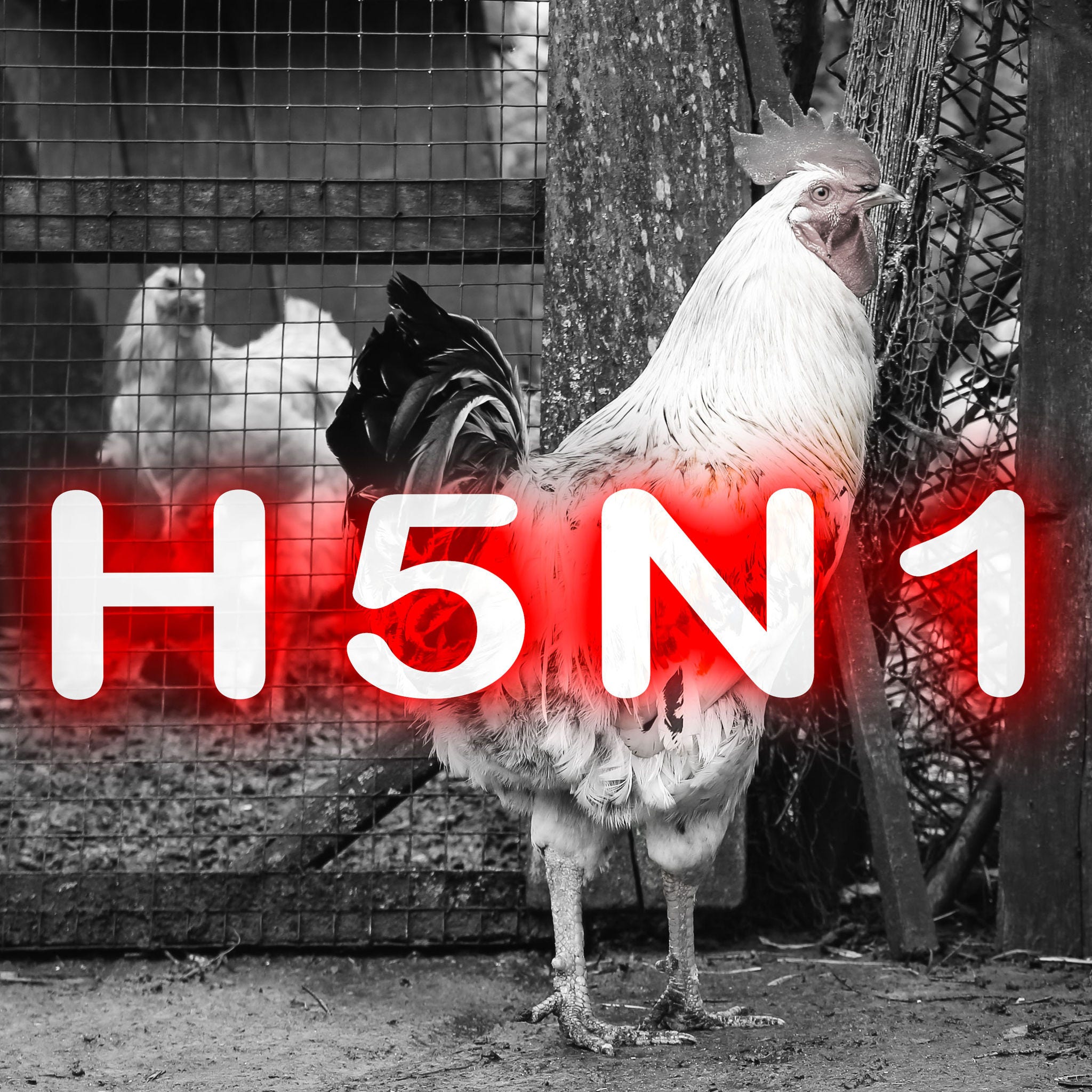 Chicken with H5N1 text