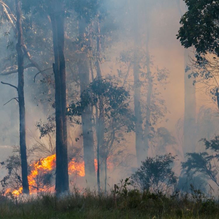 Stock photo of a bushfire