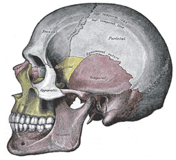 Lateral view of human skull