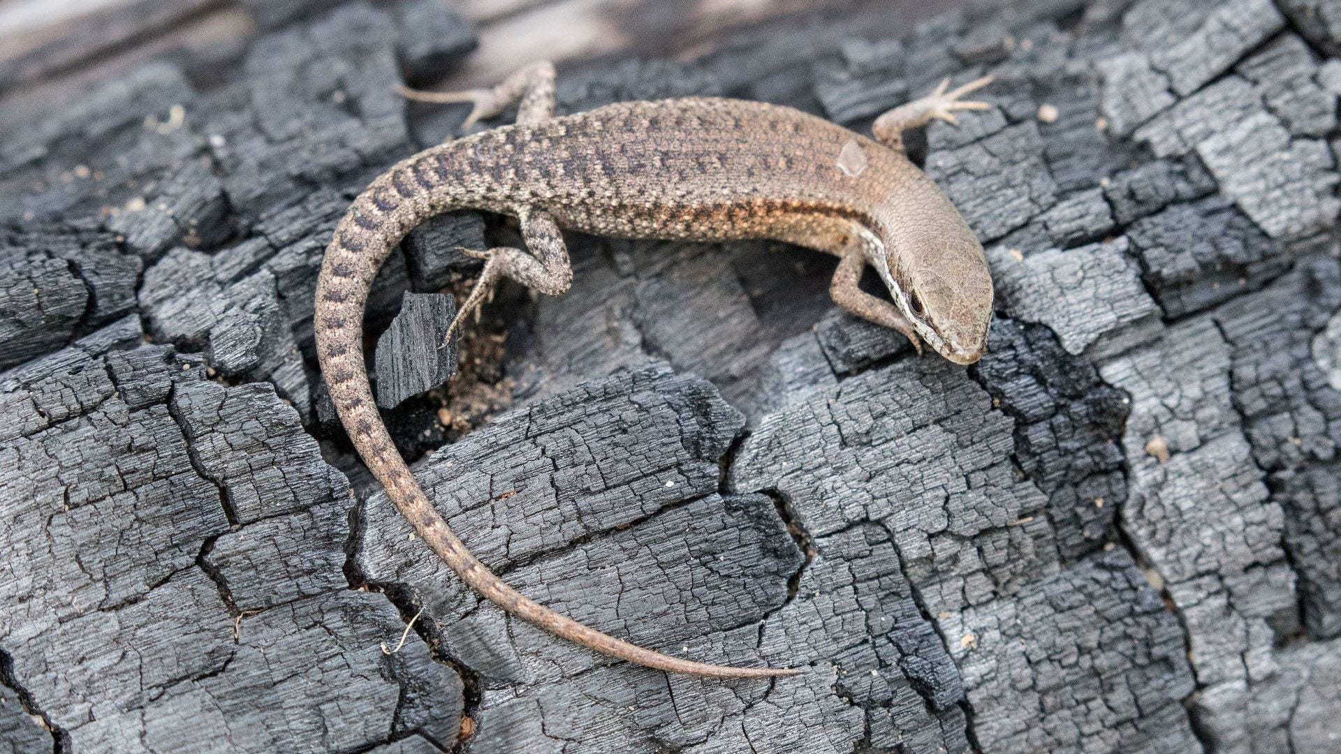 Lizard on tree bark