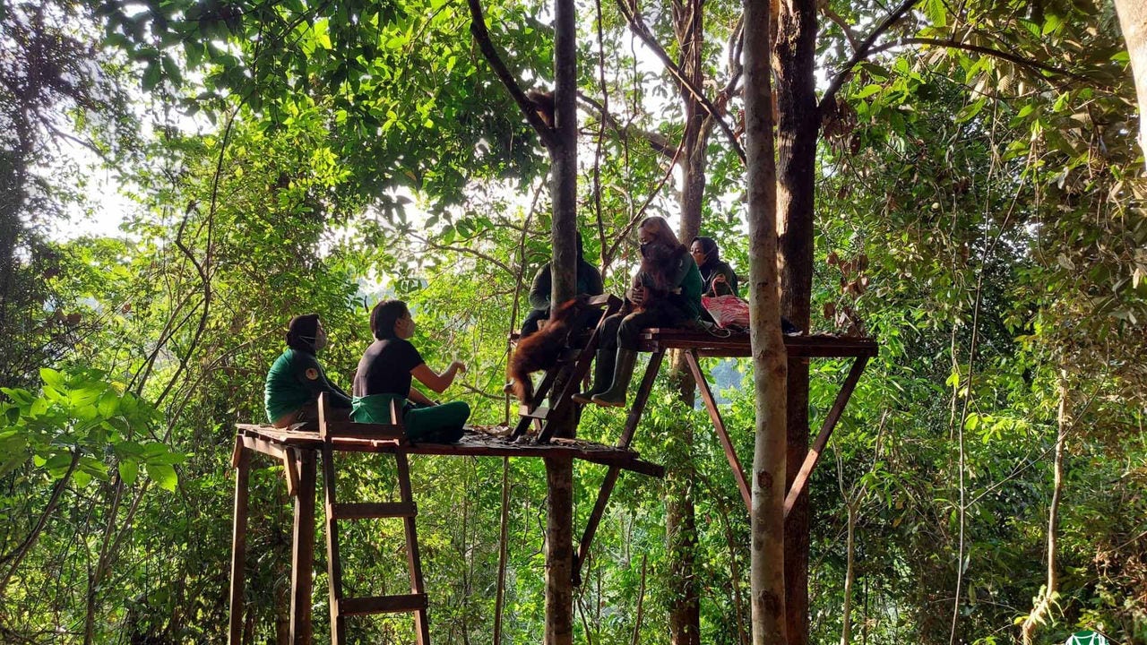 Fransiska Sulistyo visits an orangutan forest school under Jejak Pulang Foundation in East Kalimantan, Indonesia.