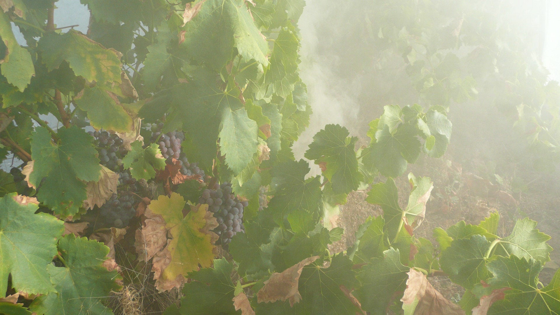 Smoke in a vineyard