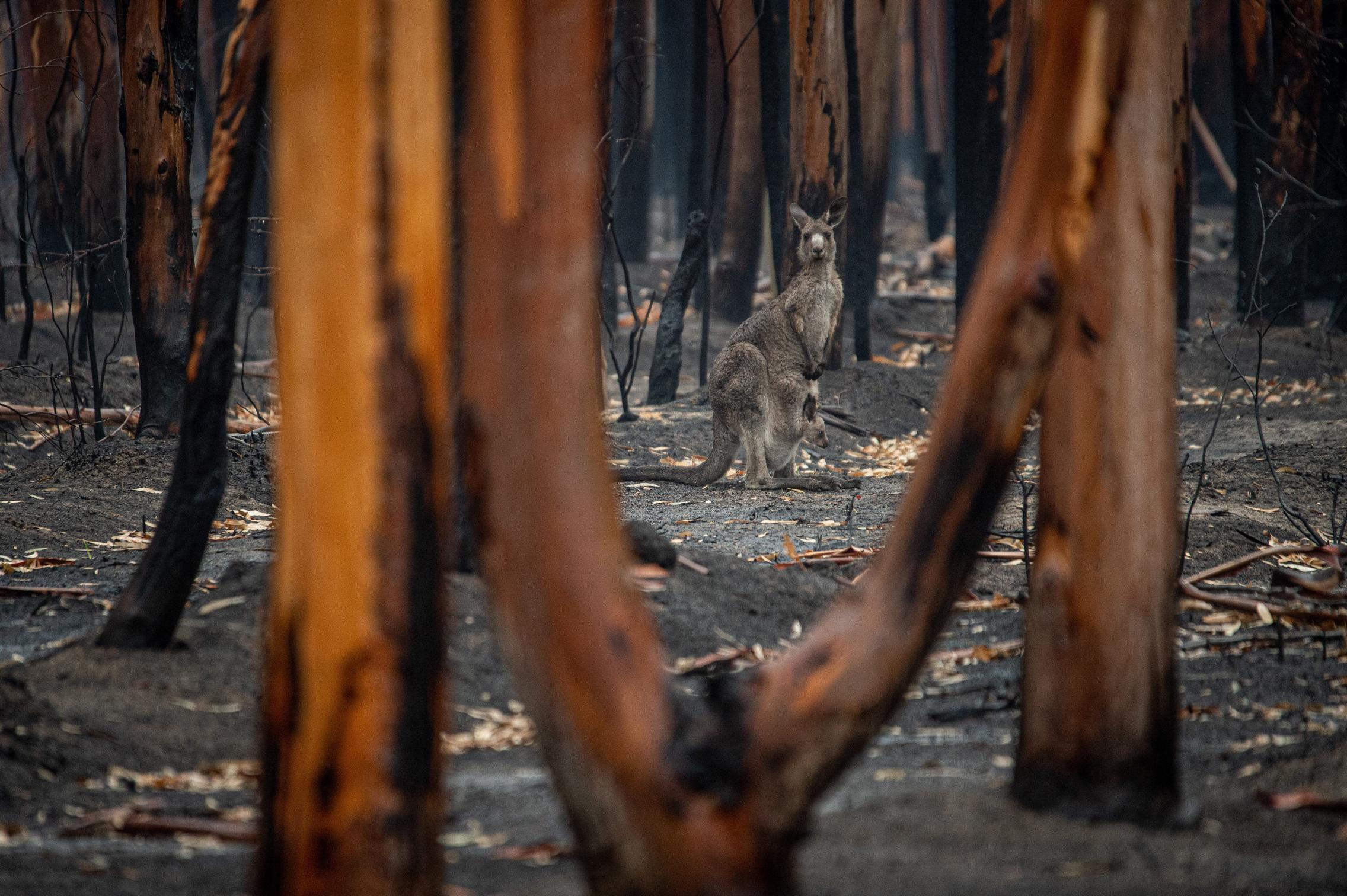 Bushfire