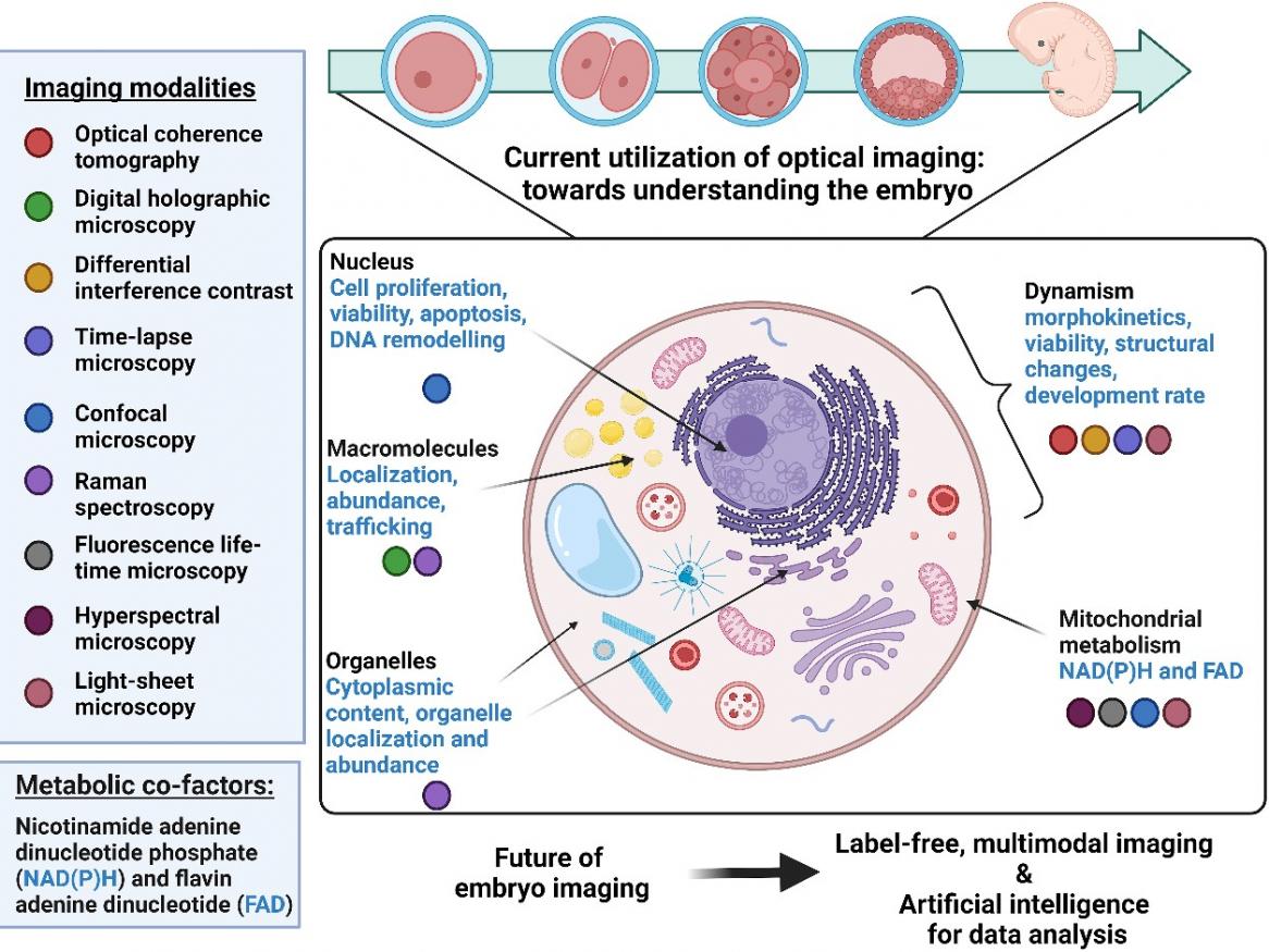 Graphical abstract showing overview of the review