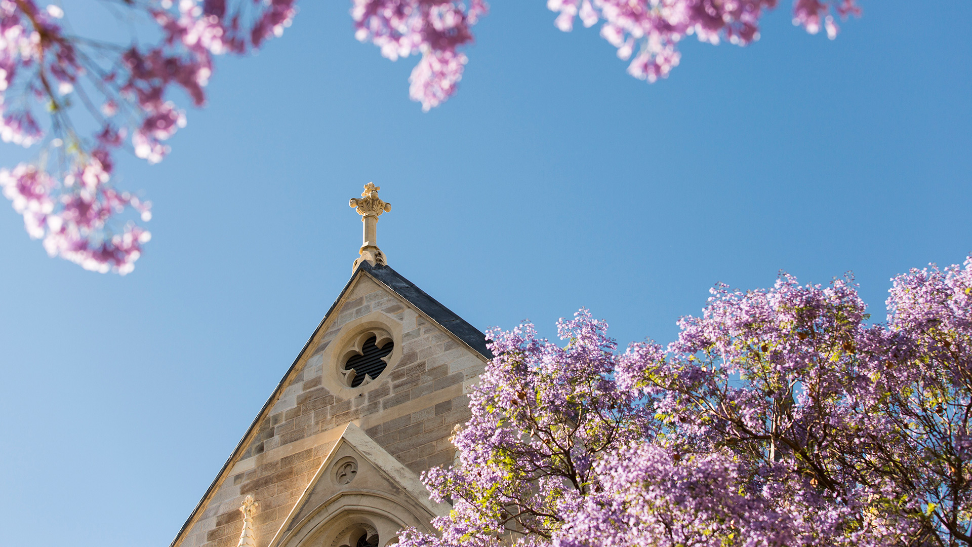 Adelaide University campus building and the purple jacaranda trees in flower