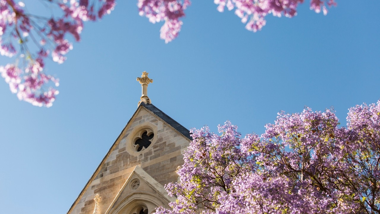 North Terrace campus jacarandas