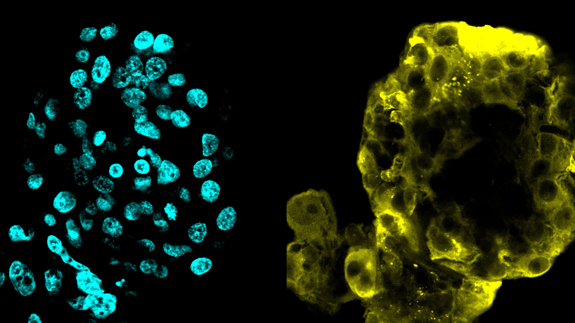 Fluorescent cells