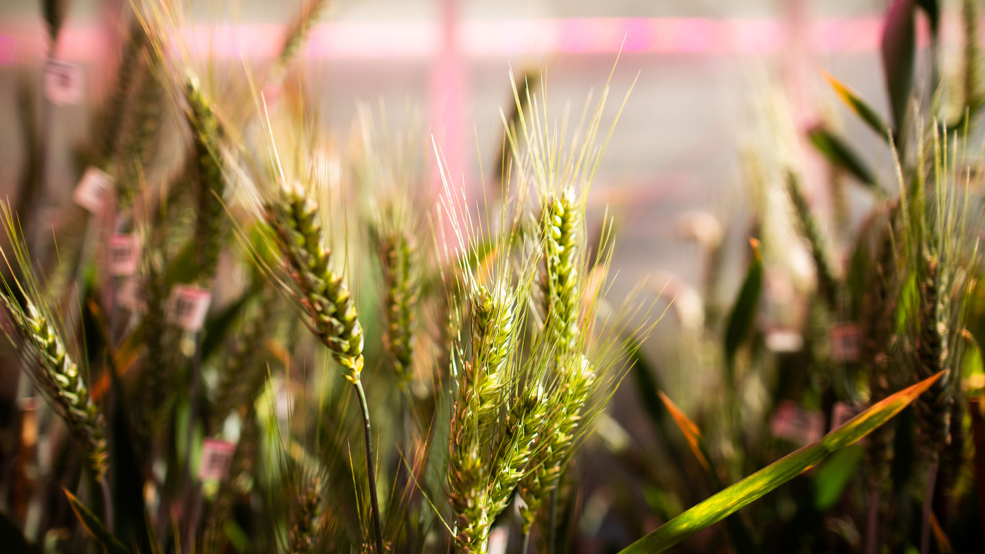 Analytics for the Australian Grains Industry