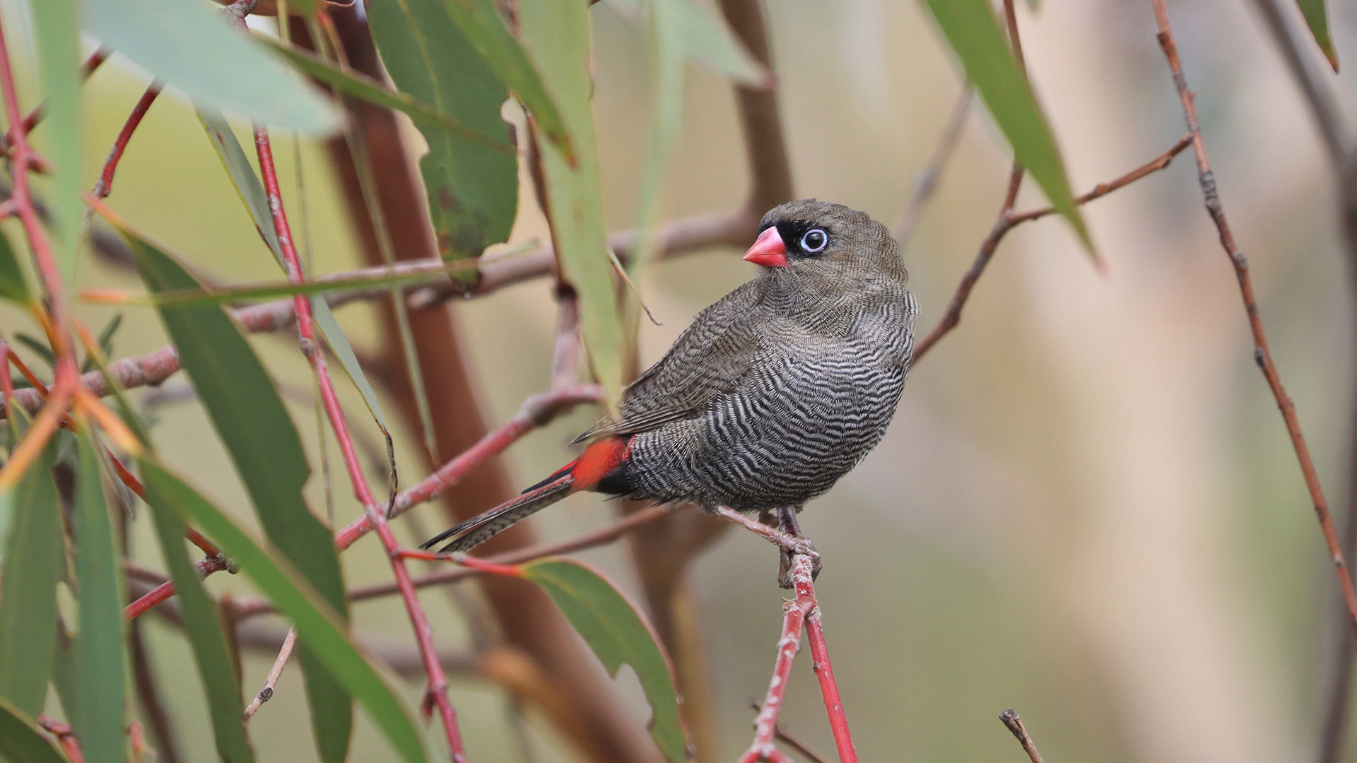 Bird in the environment