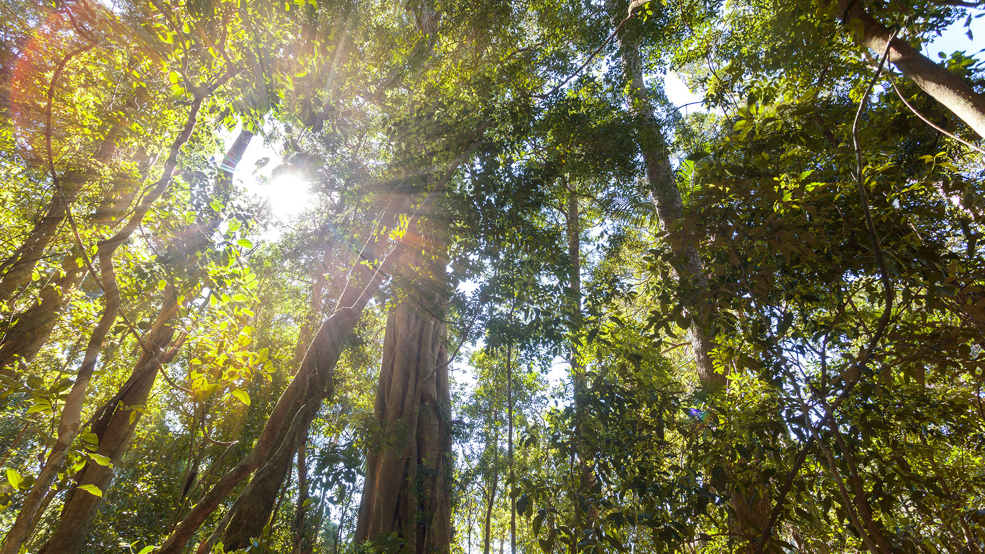 Forest sunlight image