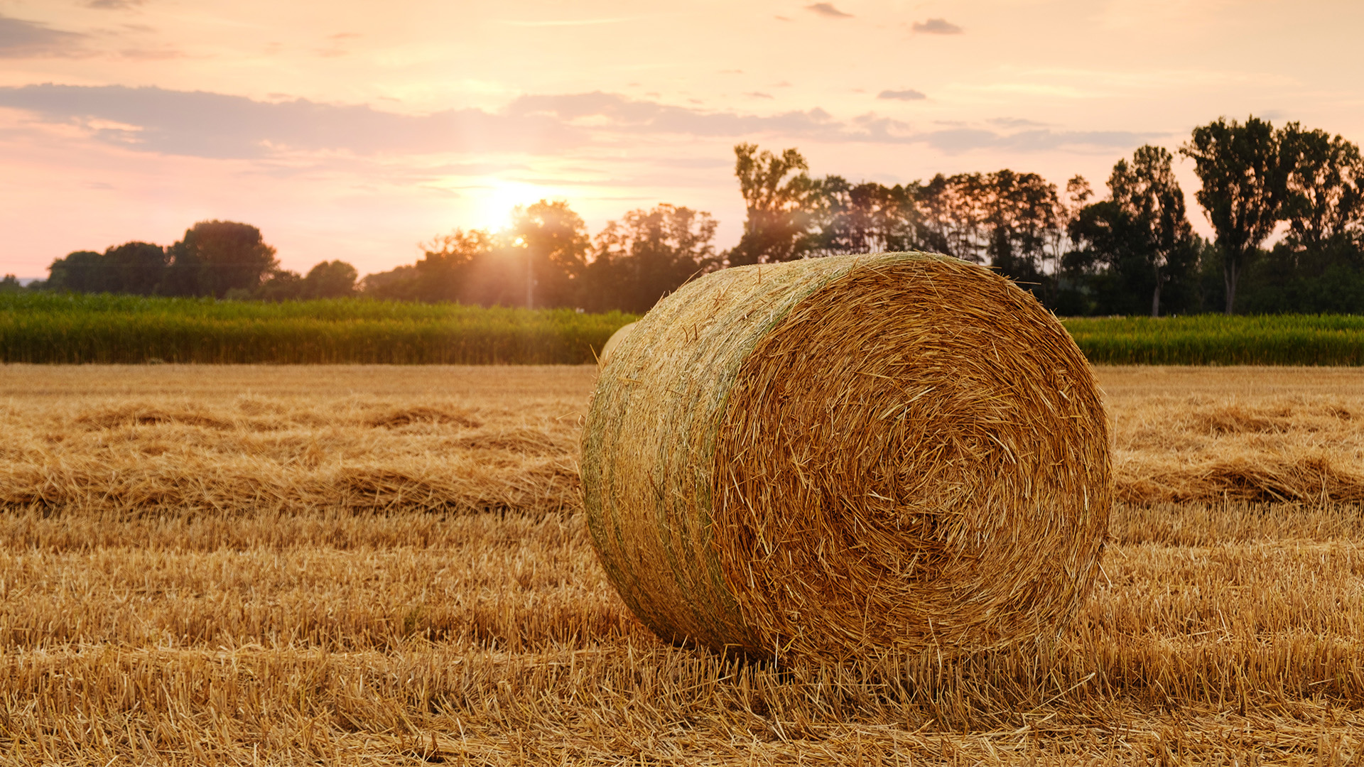 Farming hay bale image
