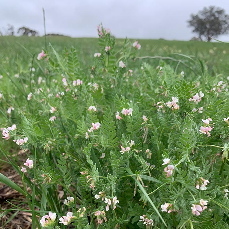 Pasture Optimisation for Drought Solution
