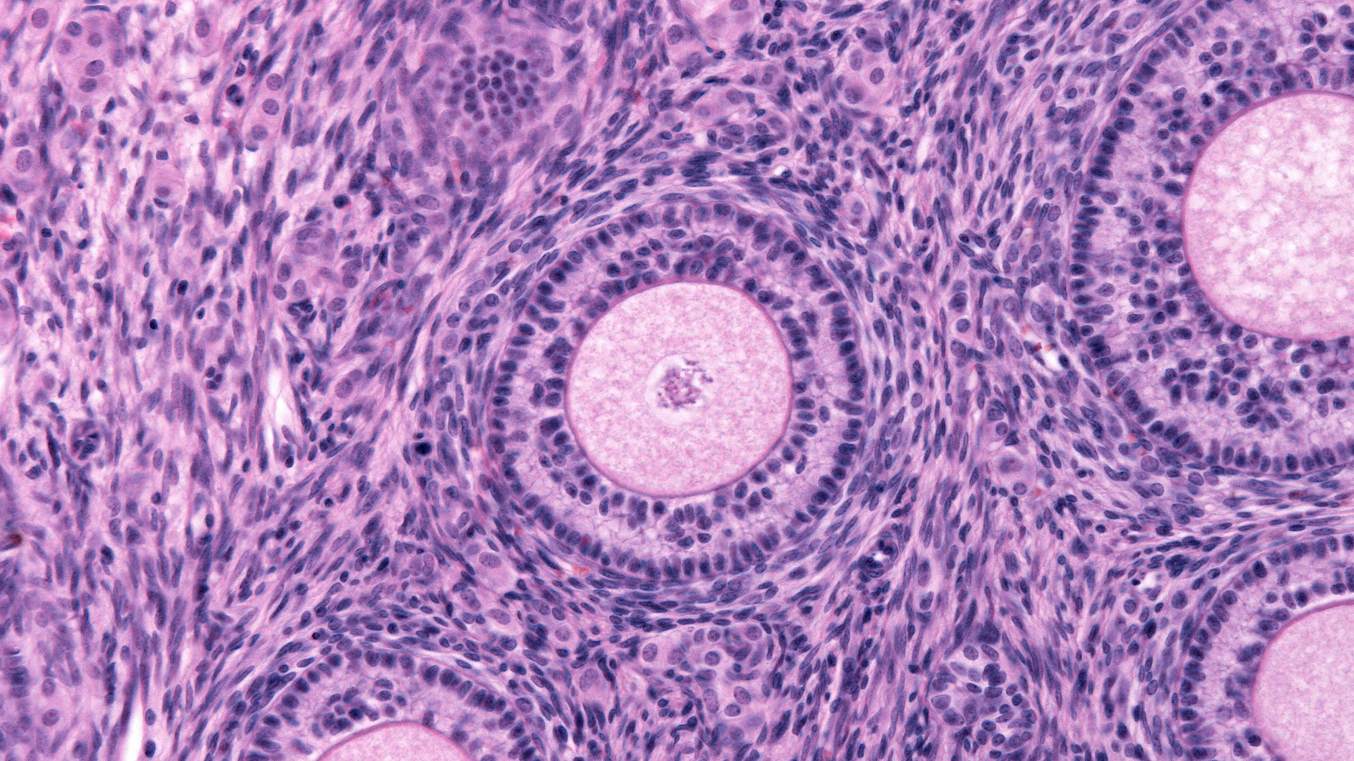 Microscope image of overian cell biology and embryology