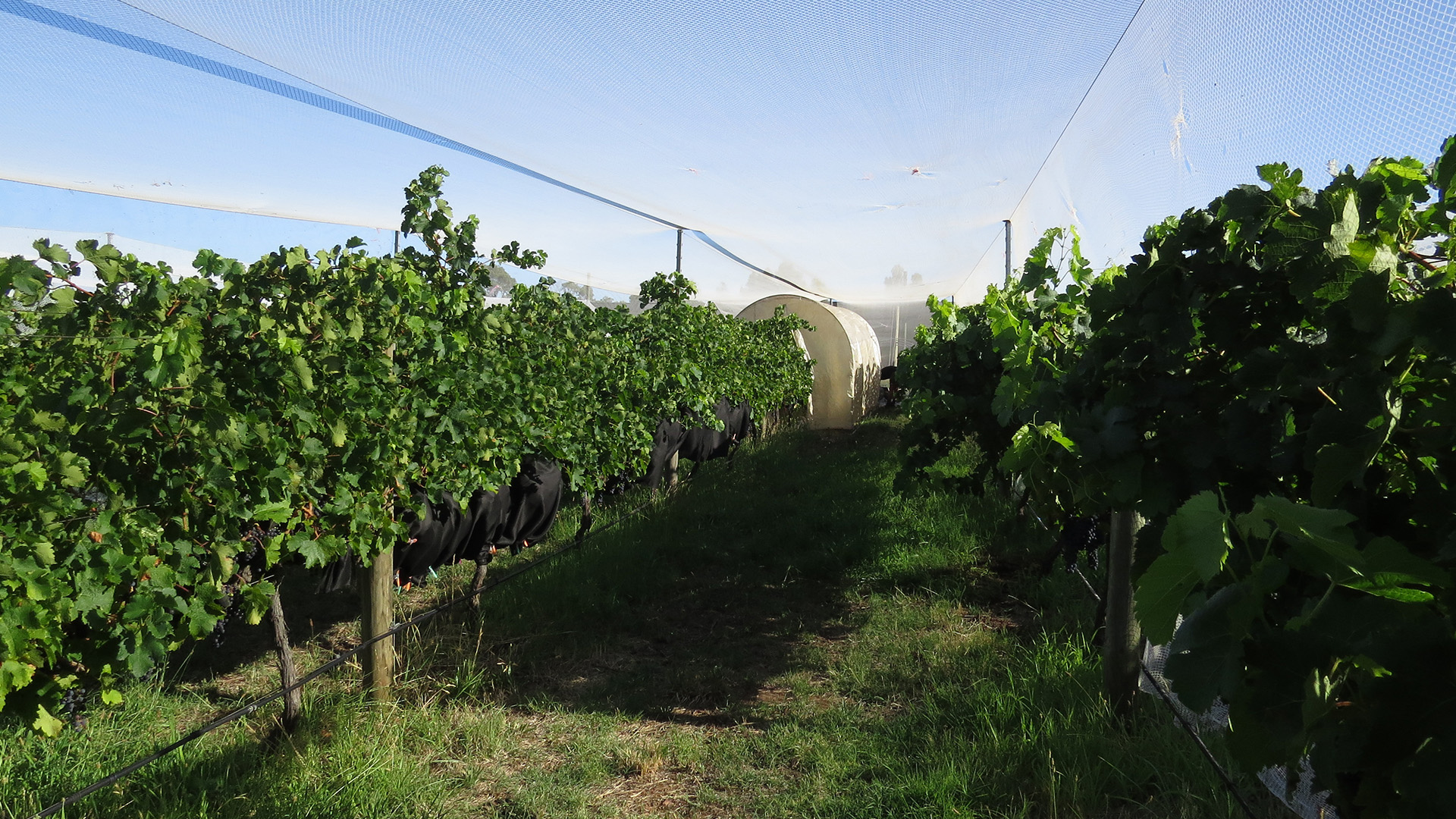 Agriculture farm image