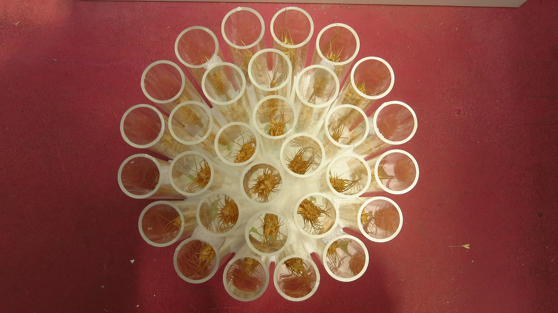 Agriculture crop sample image