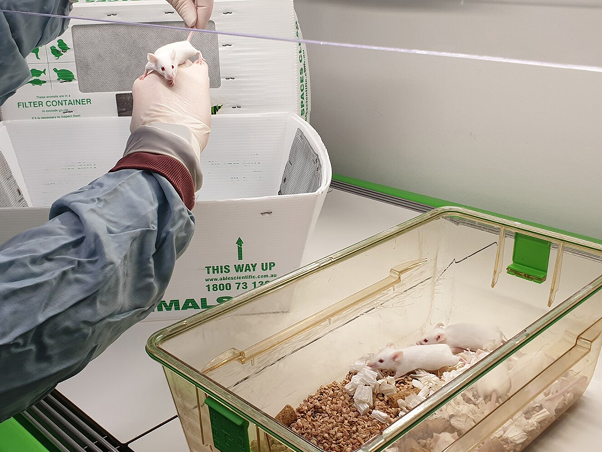 Facilities animal transport request