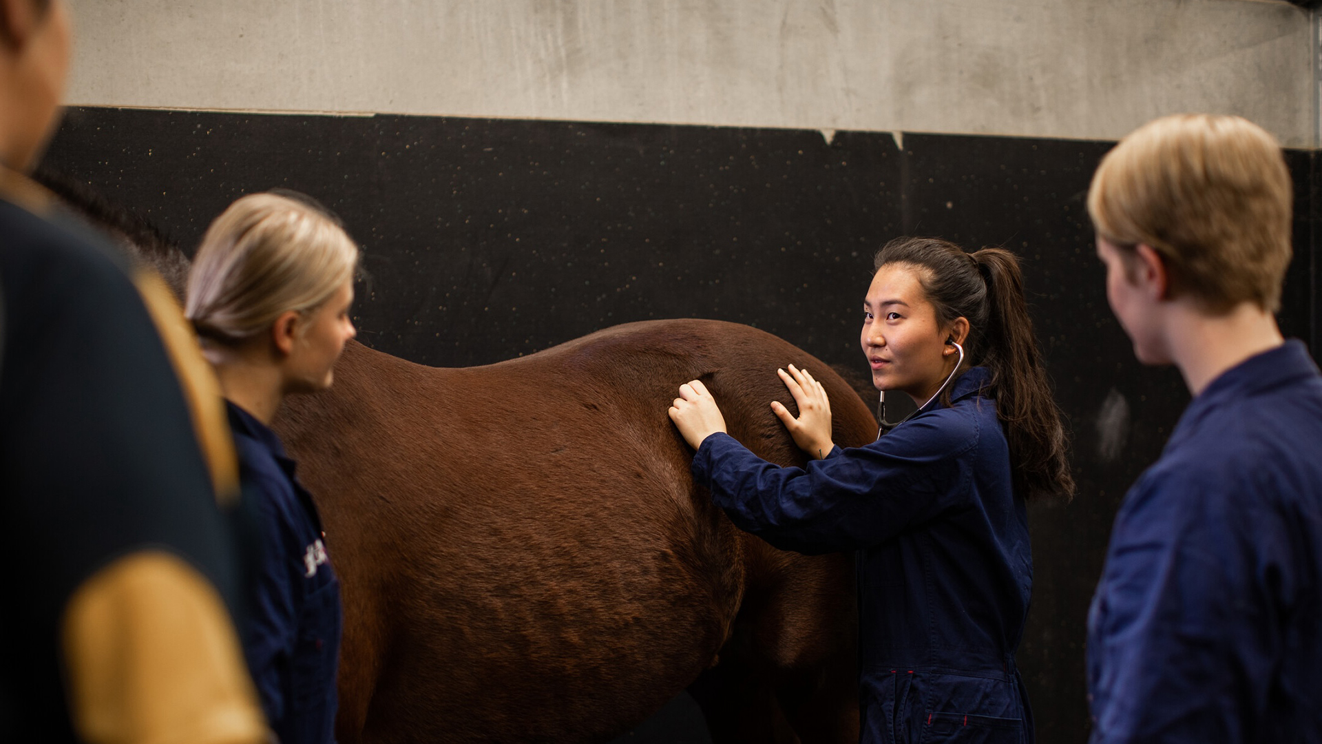Doctor of Veterinary Medicine