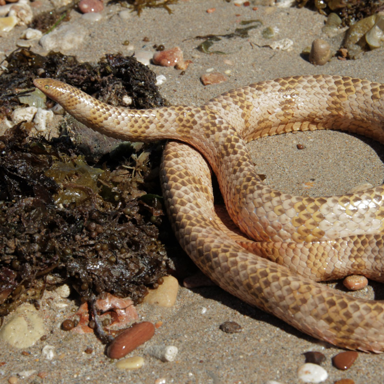 A Short-nosed Sea Snake A. apraefrontalis from the pale coastal population in Exmouth Gulf, Western Australia.