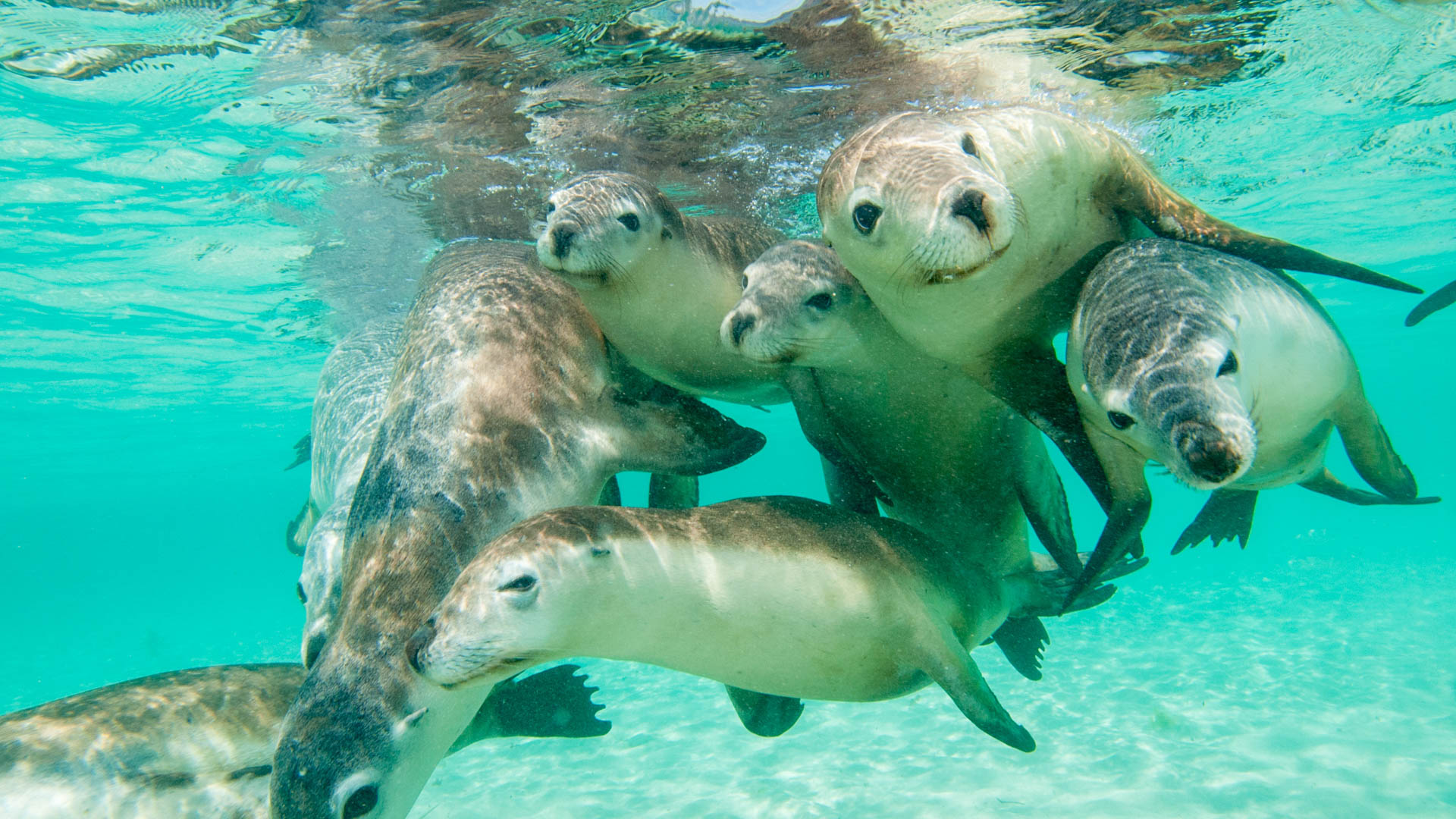 Australian sea lions
