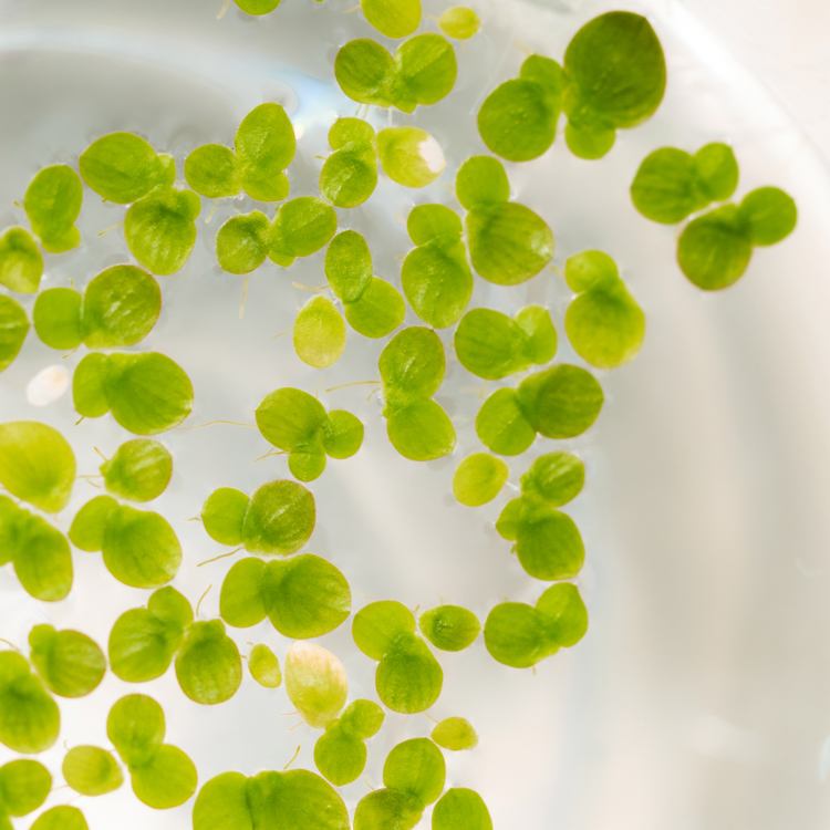 A crop of duckweed plants propagating in a Petri dish.