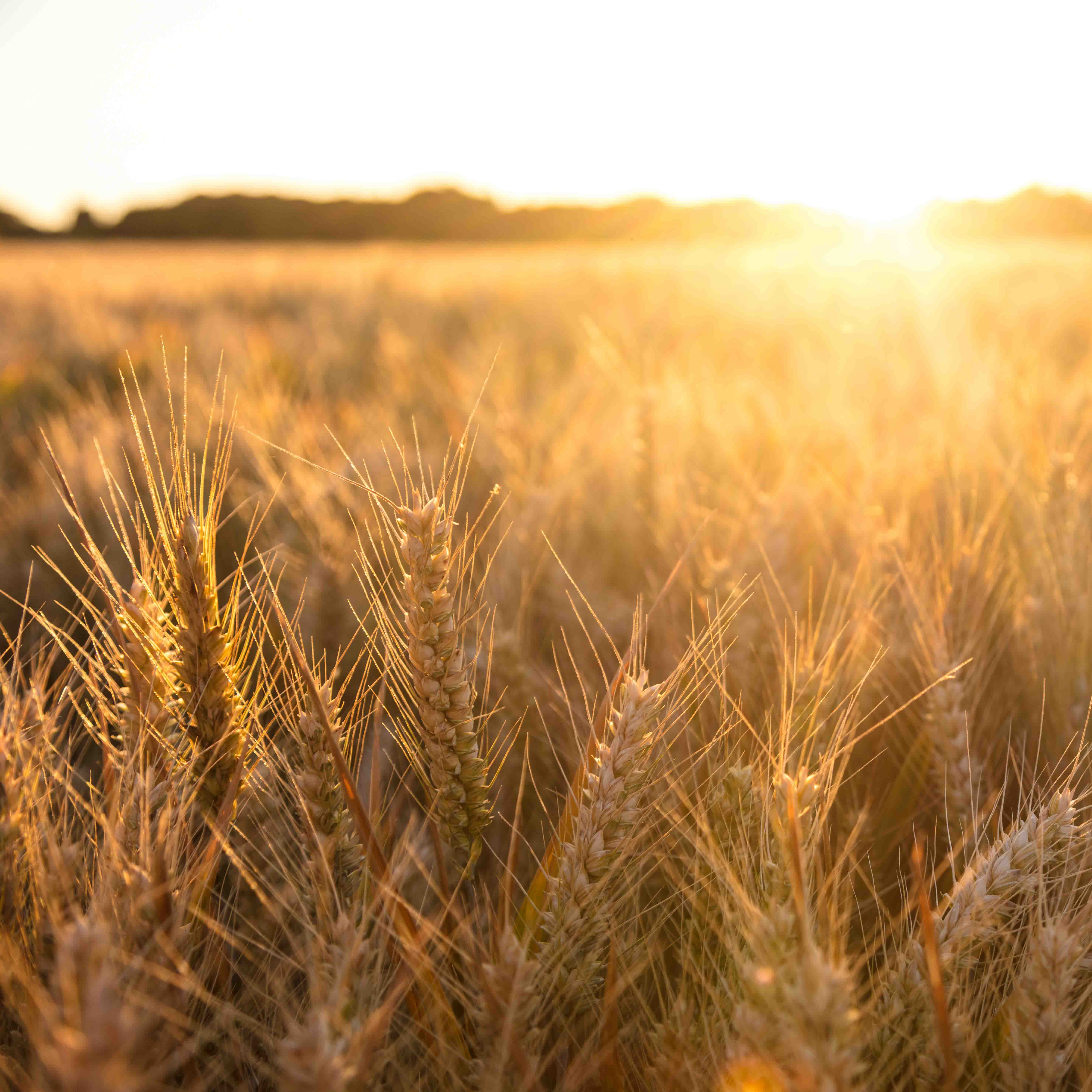 Golden field of barley crops growing on farm at sunset or sunrise