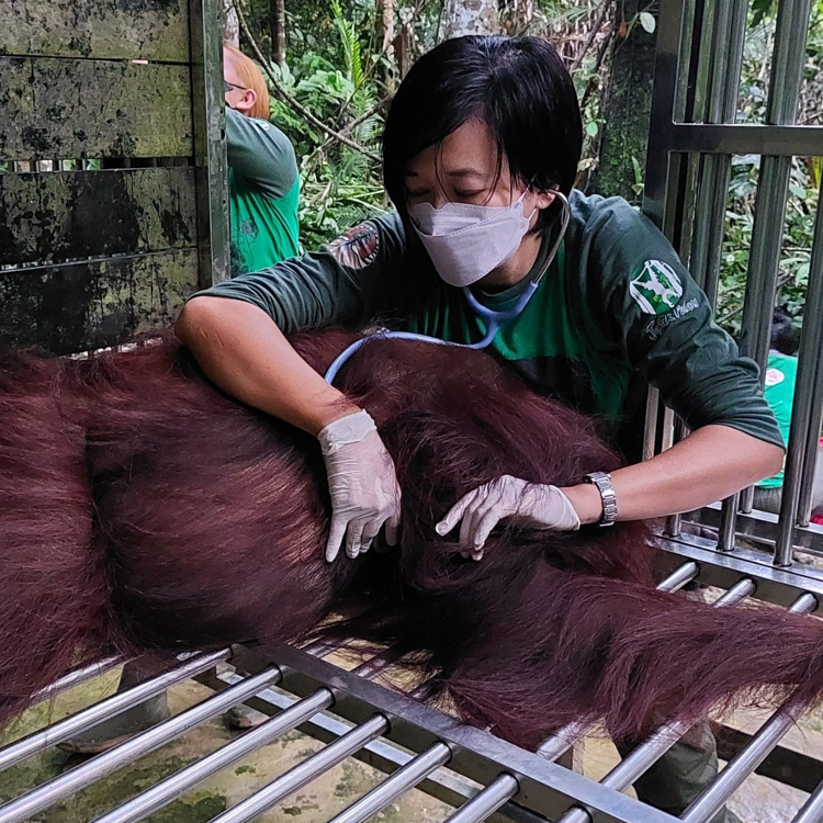 Fransiska Sulistyo monitors vital signs of an orangutan under general anesthesia