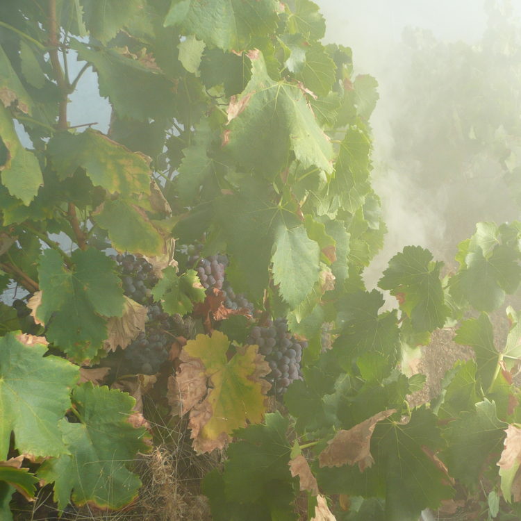 Smoke in a vineyard