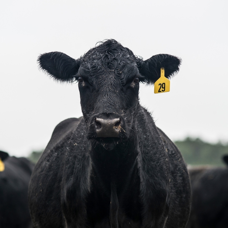 Black cow in paddock