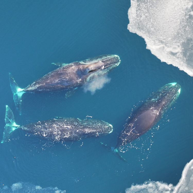 Bowhead whales off the coast of Greenland. Credit: Fredrik Christiansen.