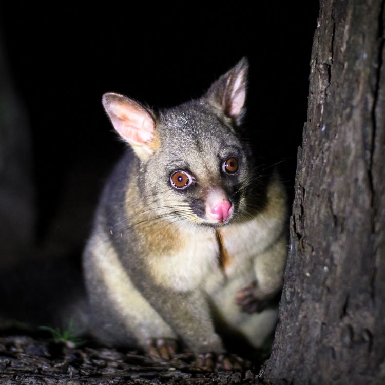 possum in a tree