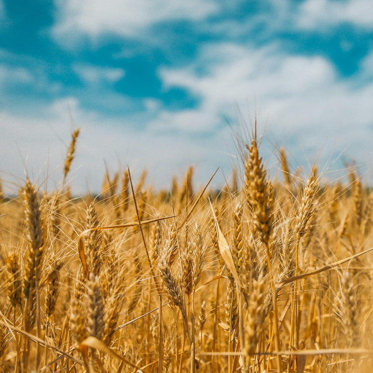 A wheat field