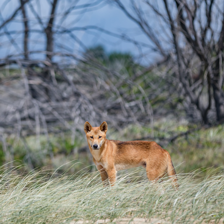 A dingo