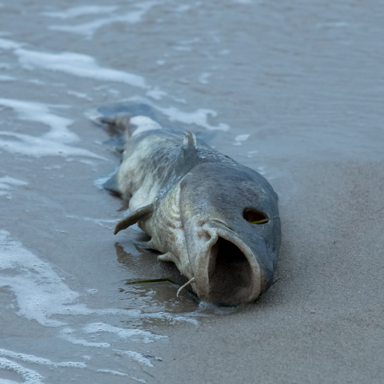 Dead fish on shore