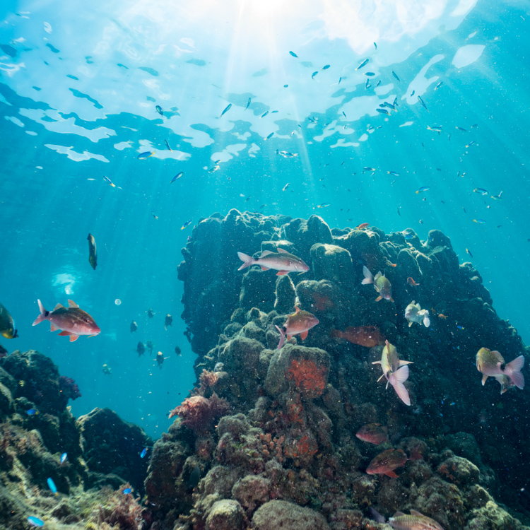 Reef fishes