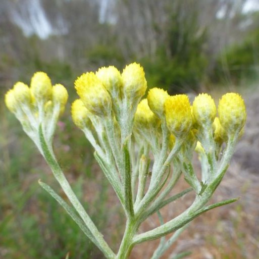 image of yellow flower