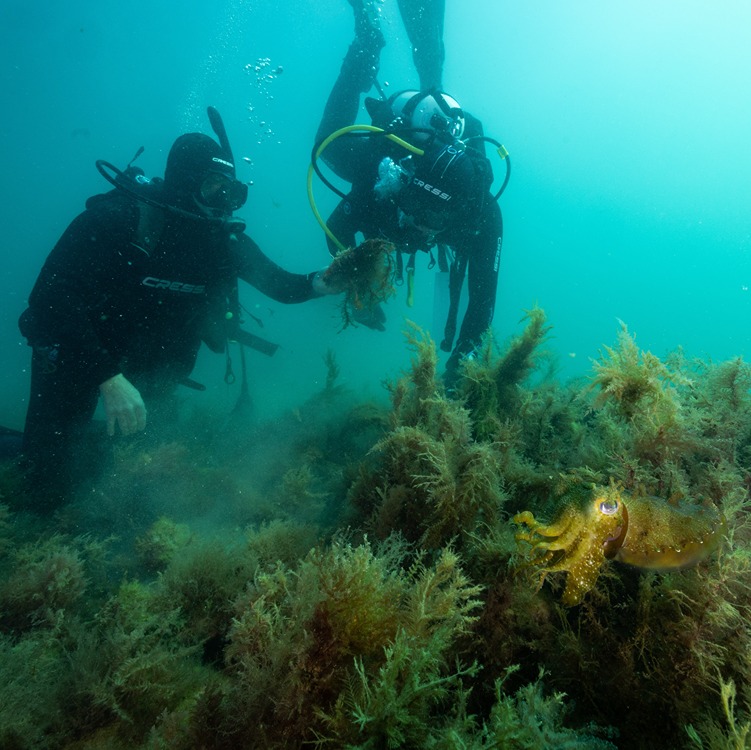 Dr Dominic McAfee and Professor Sean Connell diving at a reef