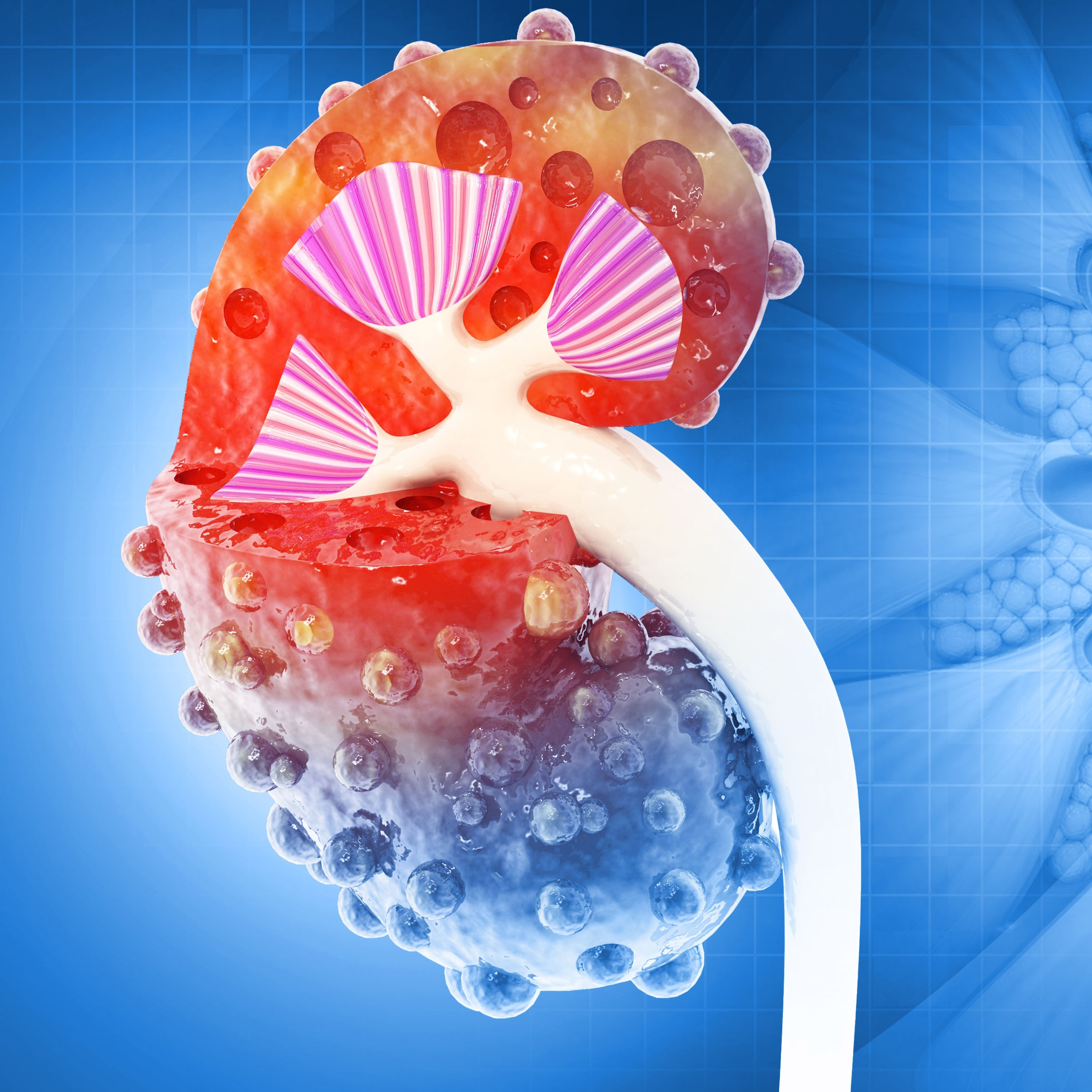 Representation of chronic kidney disease
